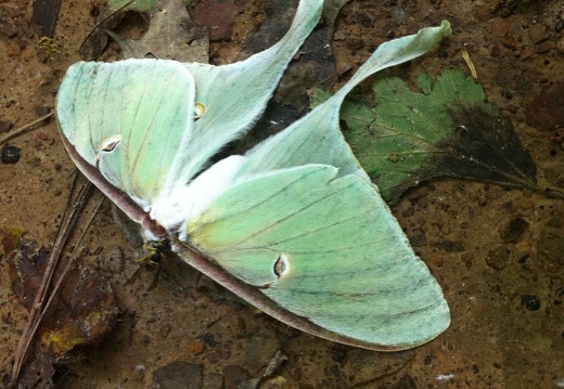 Sheltowee Trace, Red River Gorge